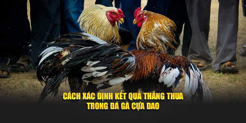 Cách xác định kết quả thắng thua trong đá gà cựa dao