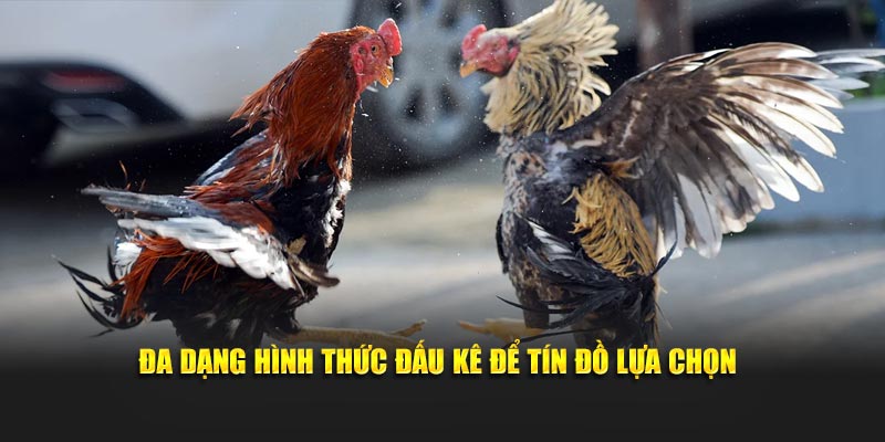 Đa dạng hình thức đấu kê để tín đồ lựa chọn
