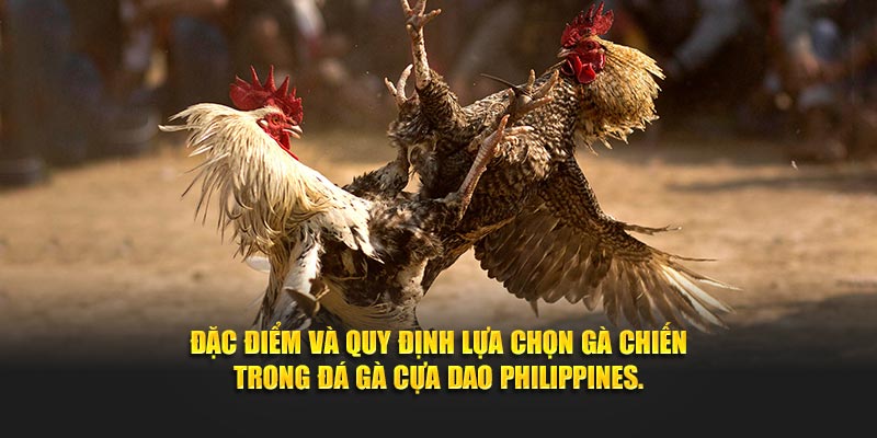 Đặc điểm và quy định lựa chọn gà chiến trong đá gà cựa dao Philippines