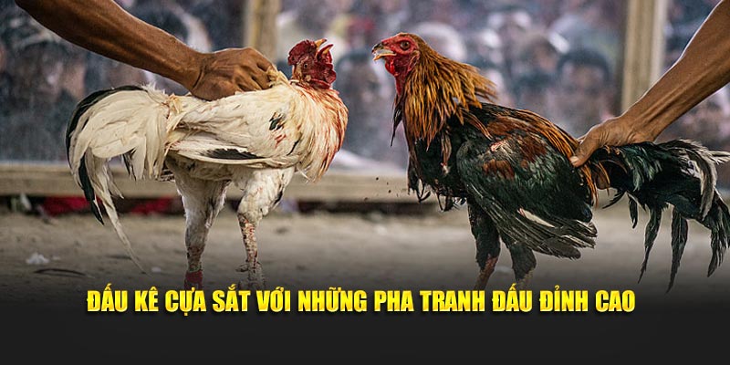 Đấu kê cựa sắt với những pha tranh đấu đỉnh cao
