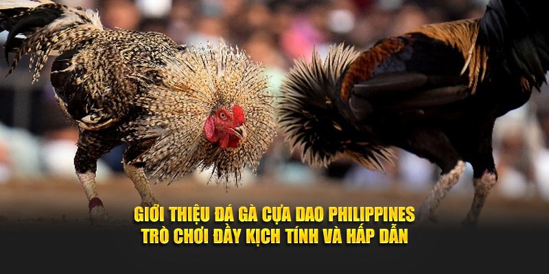 Giới thiệu đá gà cựa dao Philippines - Trò chơi đầy kịch tính và hấp dẫn