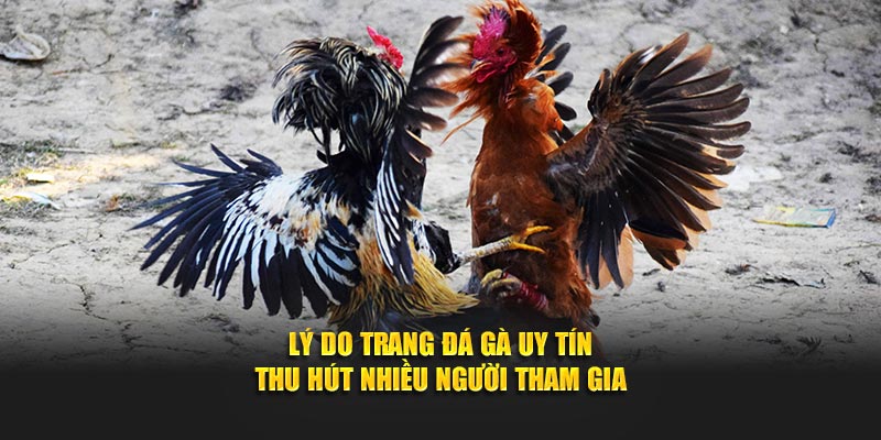 Lý do trang đá gà uy tín thu hút nhiều người tham gia