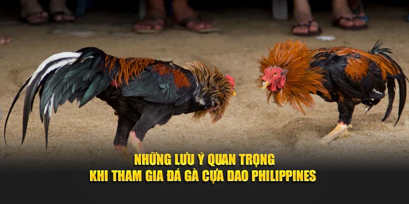 Những lưu ý quan trọng khi tham gia đá gà cựa dao Philippines 