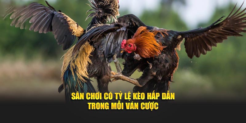 Sân chơi có tỷ lệ kèo hấp dẫn trong mỗi ván cược