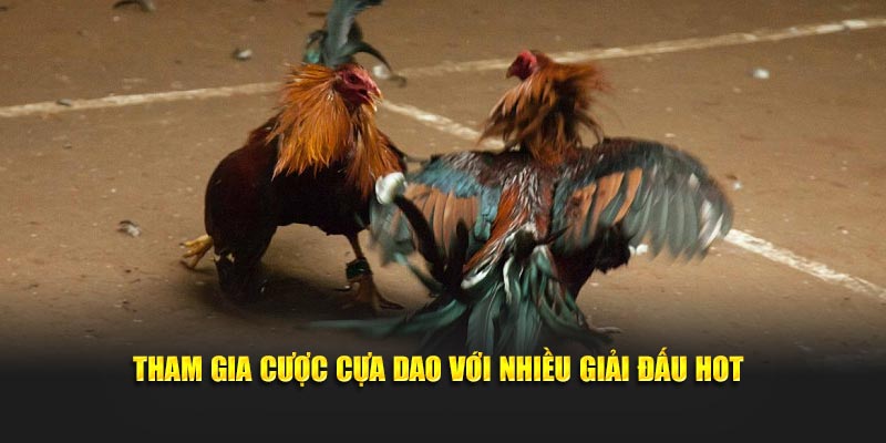 Tham gia cược cựa dao với nhiều giải đấu hot