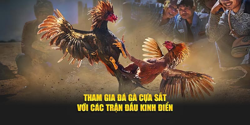 Tham gia đá gà cựa sắt với các trận đấu kinh điển