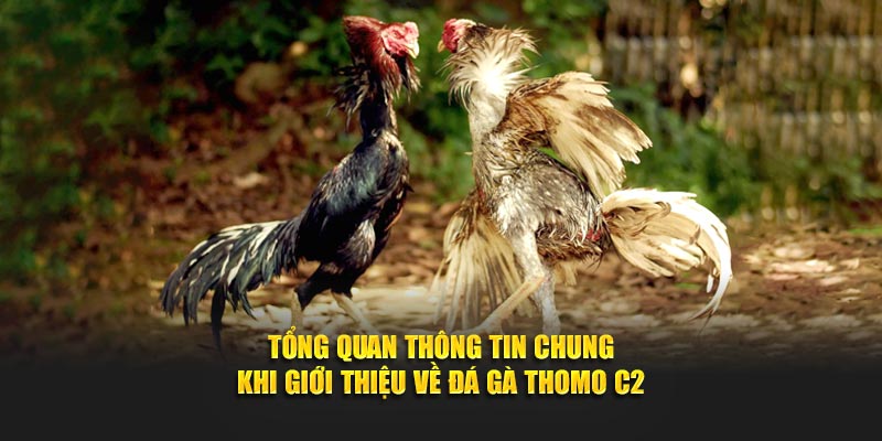 Tổng quan thông tin chung khi giới thiệu về đá gà Thomo C2