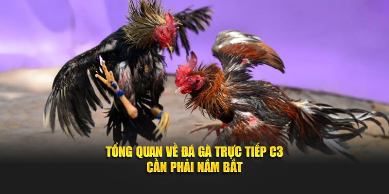 Tổng quan về đá gà trực tiếp C3 cần phải nắm bắt